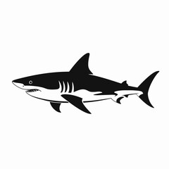 Obraz premium Majestic great white shark swimming powerfully predator fish vector ocean silhouette