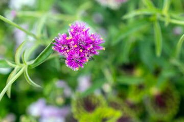 purple flowers in the garden