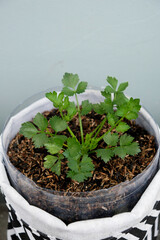 Close-up of celery in a pot
