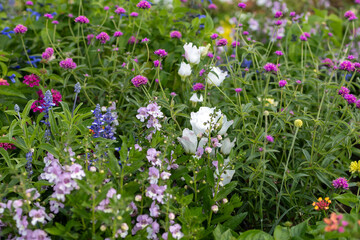 Obraz premium field of flowers