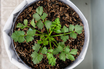 Close-up of celery in a pot