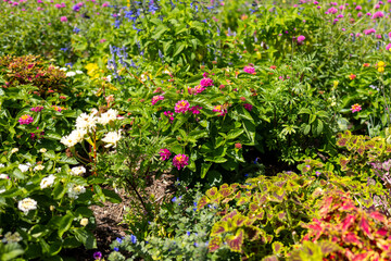 flowers in the garden