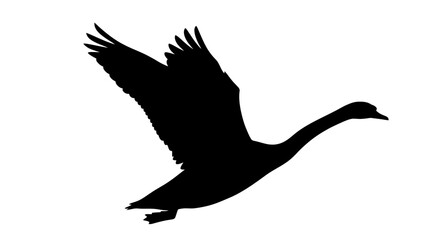 Majestic Black Swan in Flight Silhouette.