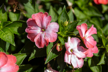 pink and white flowers