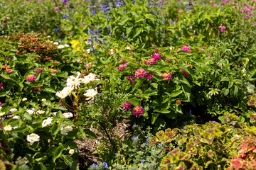 pink and white flowers