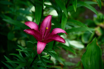 Deep Red Lily Top View Closeup with Green Leafy Background in Summer Garden