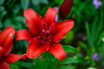 Group of Bright Red Lilies with Buds and Flowers among Green Leaves in the Garden