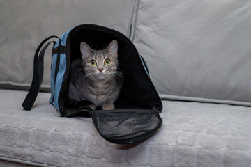 Cat in a carrier bag on a gray background. Transportation of pets