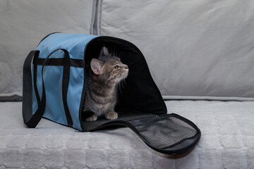 Cat in a carrier bag on a gray background. Transportation of pets