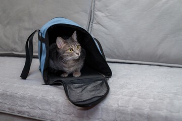Cat in a carrier bag on a gray background. Transportation of pets