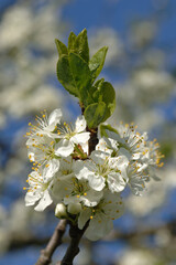 Pflaume, Zwetschge,  Prunus domestica, Prunus domestica subsp. Domestica, Blüte