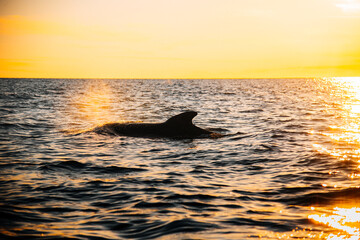 Pilot whales off the coast of Cape Breton