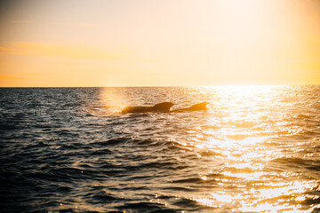 Pilot whales off the coast of Cape Breton