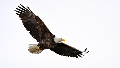 Naklejka premium a majestic bald eagle with wings fully extended in flight white background