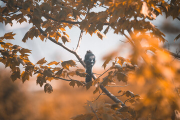 Blue Jay on a Branch