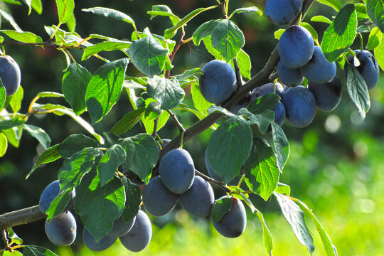 Pflaume,  Zwetschge,  Zwetsche, Prunus domestica, Prunus domestica subsp. Domestica, abreifende, reife  Fr&uuml;chte