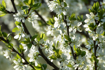 Fototapeta premium Pflaume, Zwetschge, Prunus domestica, Prunus domestica subsp. Domestica, Blüte