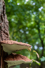 old tree trunk with mushrooms in the forest 
