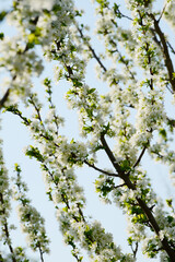 Pflaume, Zwetschge,  Prunus domestica, Prunus domestica subsp. Domestica, Blüte
