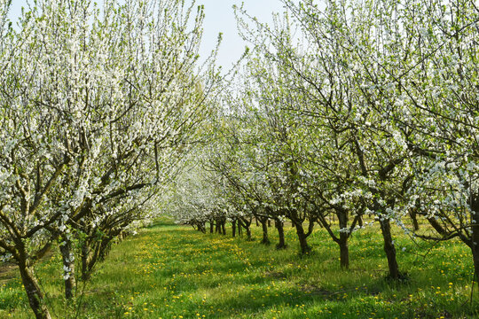 Pflaume, Zwetschge,  Prunus domestica, Prunus domestica subsp. Domestica, Bl&uuml;te