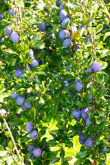 Pflaume,  Zwetschge,  Zwetsche, Prunus domestica, Prunus domestica subsp. Domestica, abreifende, reife  Fr&uuml;chte