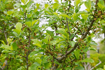 Pflaume, Zwetschge,  Zwetsche, Prunus domestica, Prunus domestica subsp. Domestica, Fruchtansatz