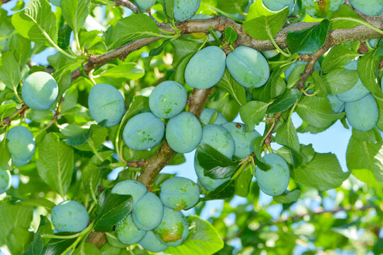 Pflaume,  Zwetschge,  Zwetsche, Prunus domestica, Prunus domestica subsp. Domestica, gr&uuml;ne Fr&uuml;chte