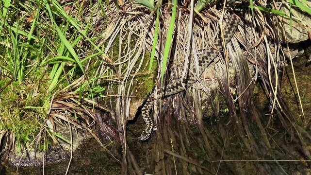 Filmmaterial einer Ringelnatter Schlange schwimmt im Wasser in einem Teich im Wald bei Sonnenschein im Sommer, Deutschland
