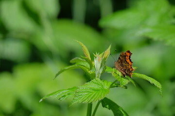 Brown butterfly perched on vibrant green leaves, showcasing intricate wing patterns and natural...