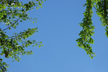Lush green leaves frame a clear blue sky, creating a serene atmosphere, with sunlight filtering through foliage, inviting a sense of tranquility and connection to nature