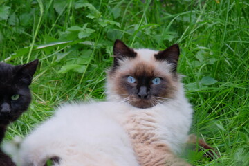 Siamese cat with striking blue eyes lounging in lush green grass, showcasing its unique fur pattern and relaxed demeanor in a natural outdoor setting