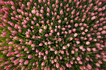 field with tulips top view