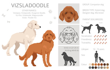 Vizsladoodle clipart. Vizsla Poodle mix. Different coat colors set.  Vector illustration