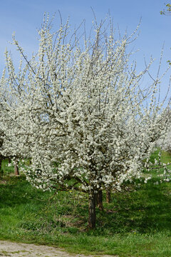Pflaume, Zwetschge,  Prunus domestica, Prunus domestica subsp. Domestica, Bl&uuml;te