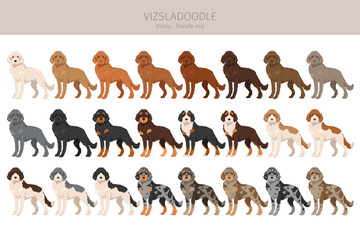 Vizsladoodle clipart. Vizsla Poodle mix. Different coat colors set.  Vector illustration