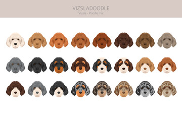Vizsladoodle clipart. Vizsla Poodle mix. Different coat colors set.  Vector illustration