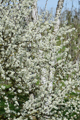 Pflaume, Zwetschge,  Prunus domestica, Prunus domestica subsp. Domestica, Blüte