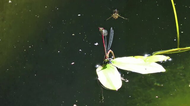 Filmmaterial von Libellen auf einem gr&uuml;nen Blatt an einem Teich oder See, Deutschland