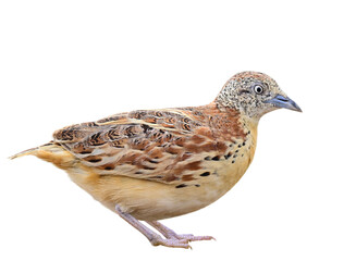 female of small or common buttonquail, turnix sylvaticus, isolated on white background, bird with high resolutions and detail