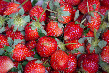 Fresh Strawberries, captured on September 1, 2025. Close-up of ripe red strawberries with green leaves, natural daylight highlighting freshness, vibrant organic fruit photography