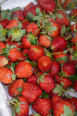 Fresh Strawberries, captured on September 1, 2025. Close-up of ripe red strawberries with green leaves, natural daylight highlighting freshness, vibrant organic fruit photography