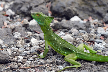 Basilic vert au Costa Rica