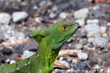 Basilic vert au Costa Rica