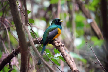 Le Trogon pattu[1] ou Trogon à lunettes jaunes (Trogon caligatus) est une espèce d'oiseaux de la famille des Trogonidae.