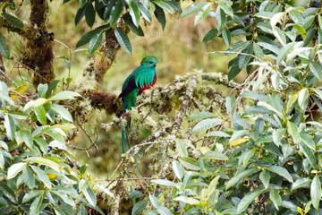 Le nom de Quetzal désigne plusieurs espèces d'oiseaux de l'écozone néotropicale appartenant aux genres Pharomachrus et Euptilotis, de la famille des trogonidés. Ces oiseaux d'Amérique centrale arboren