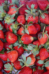 Fresh Strawberries, captured on September 1, 2025. Close-up of ripe red strawberries with green leaves, natural daylight highlighting freshness, vibrant organic fruit photography