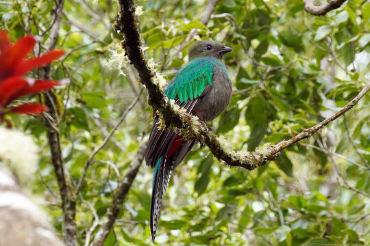 Le nom de Quetzal d&eacute;signe plusieurs esp&egrave;ces d'oiseaux de l'&eacute;cozone n&eacute;otropicale appartenant aux genres Pharomachrus et Euptilotis, de la famille des trogonid&eacute;s. Ces oiseaux d'Am&eacute;rique centrale arboren