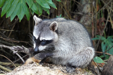 Raton laveur commun ( Procyon loto) dans le parc national de Cahuita