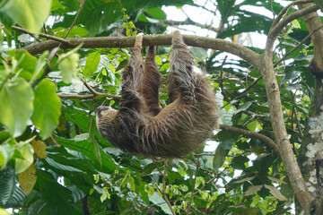 Paresseux d'Hoffmann (Choloepus Hoffmann) au Costa Rica © Laurent JAMIN