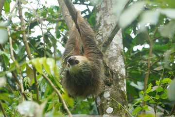 Fototapeta premium Paresseux d'Hoffmann (Choloepus Hoffmann) au Costa Rica